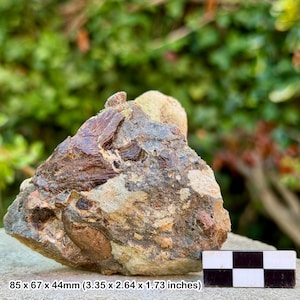 Fossil vertebra & large reptile bones - upper triassic westbury formation - aust cliff bristol uk - genuine with certificate