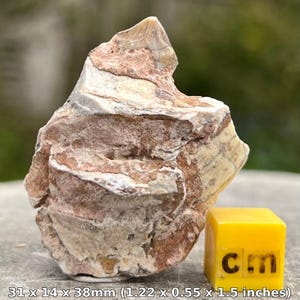 Oreodont jaw fossil merycoidodontoidea oligocene usa genuine prehistoric mammal specimen with certificate of authenticity