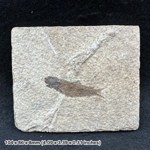 母岩中のナイティア・アルタ化石魚類 – 始新世、グリーンリバー層 