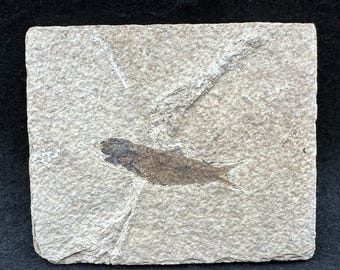 ミオプロスス化石魚（母岩入り） - アメリカ合衆国始新世産真正標本