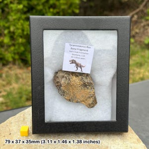 Tyrannosaurus rex fossil bone fragment - hell creek formation - cretaceous - montana usa - genuine specimen