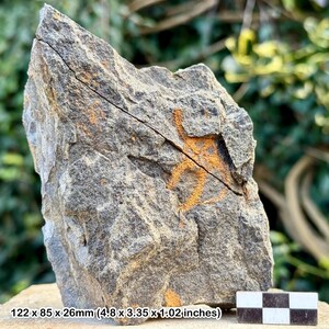Estrellas frágiles fósiles (ophiura) - valle del Draa, Ordovícico, Marruecos - ejemplar auténtico con coa