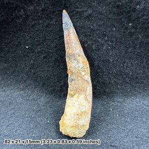 Spinosaurus dinosaur tooth fossil cretaceous genuine moroccan specimen predator tooth collectible natural history display