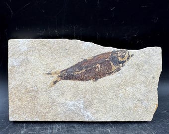 石板に埋まった化石化した魚、ナイティア、アメリカ、始新世、本物