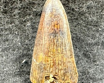 Authentic spinosaurus tooth fossil