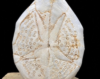 Genuine giant echinoid fossil dendraster miocene indonesia west java certificate of authenticity & collector gift