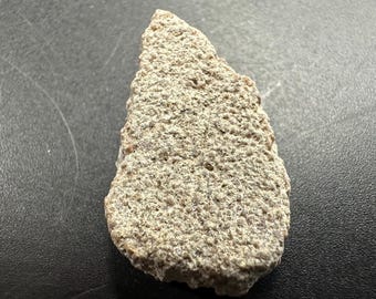 サルタサウルス恐竜の卵殻化石標本 - Etsy 日本