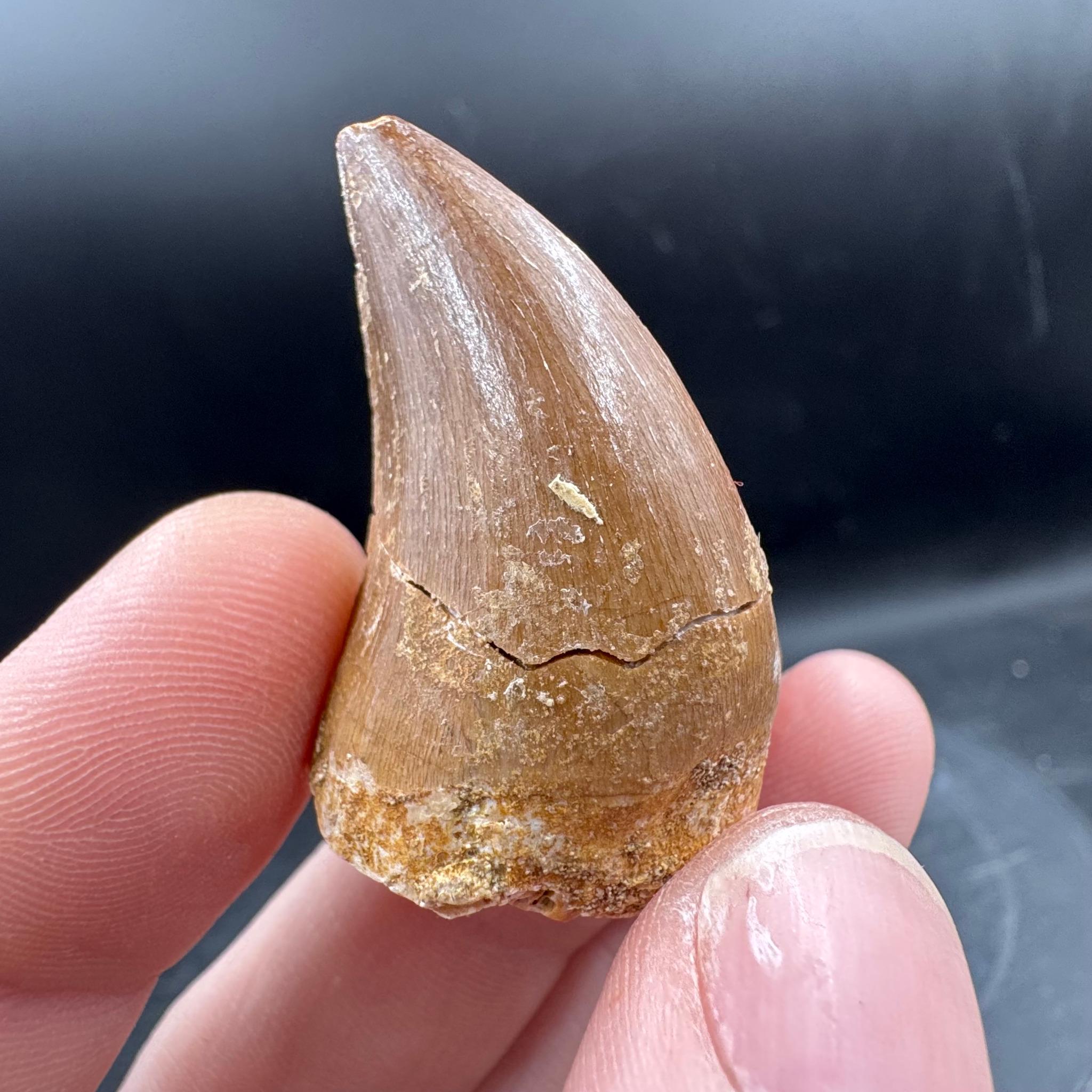 本物のモササウルスの歯の化石 - 恐竜/爬虫類 - モロッコ、白亜紀