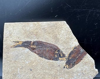 Peut inclure: Une dalle de pierre rectangulaire de couleur beige contenant deux spécimens de poissons fossilisés brun foncé. Le fossile mesure 192 mm sur 122 mm sur 8 mm. Les squelettes des poissons sont visibles avec leurs écailles et structures.