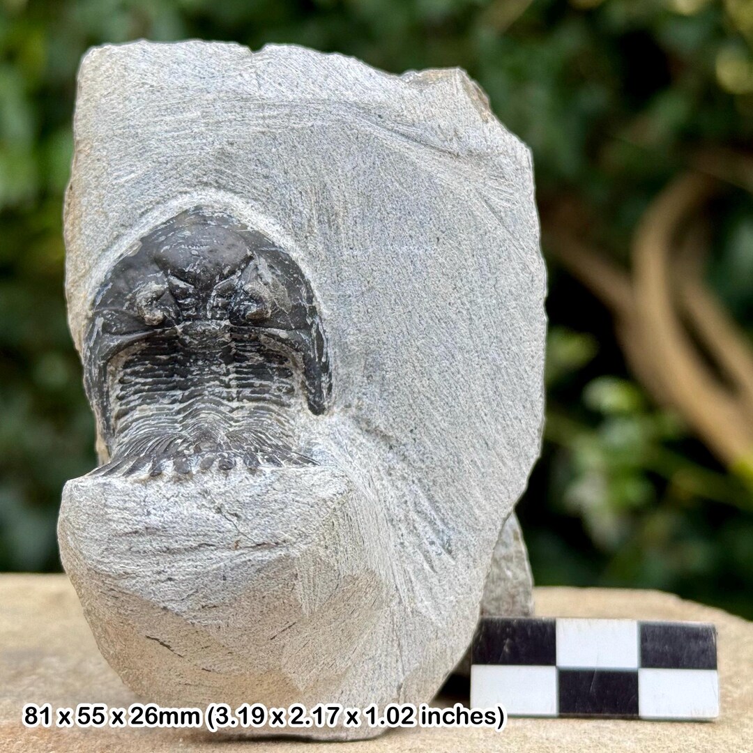 メタカンティナ化石三葉虫 - デボン紀、タブーマクルフ層