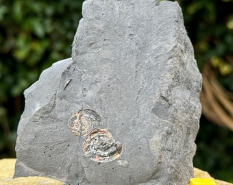 Schillerndes Caloceras Johnstoni Ammonit-Fossil auf Sockel - blue lias, somerset, uk - inkl