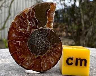 Ammonite Fossil Half 100% Genuine Specimen Madagascar Cretaceous FST992 CERTIFICATED