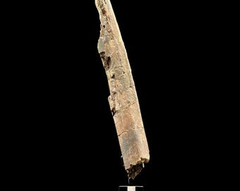 Edmontosaurus Dinosaur Fossil Bone – Hell Creek Formation, Metal Stand