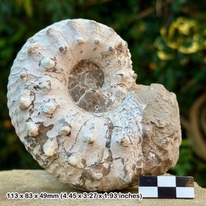 Liparoceras cheltiense ammonite fossil - lower pliensbachian, jurassic, blockley, gloucestershire, uk | 100% genuine specimen + coa