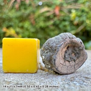 Fossil fish vertebra, london clay, eocene, isle of sheppey, uk - genuine fossil with certificate of authenticity