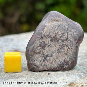 Jurassic dinosaur gastrolith stomach stone fossil - morrison formation, colorado usa - genuine specimen w/ certificate