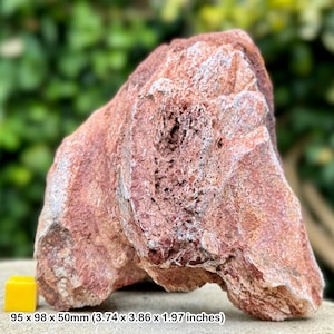 Rare carcharodontosaurus sauropod skull bone fossil - albian, cretaceous: kem-kem basin, morocco - authentic with coa