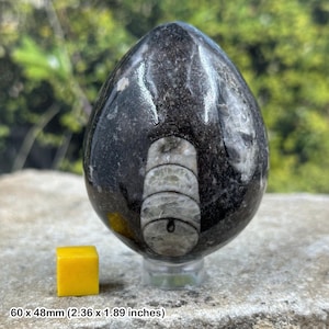 Orthoceras poliertes fossiles Ei - authentisches Exemplar aus Marokko