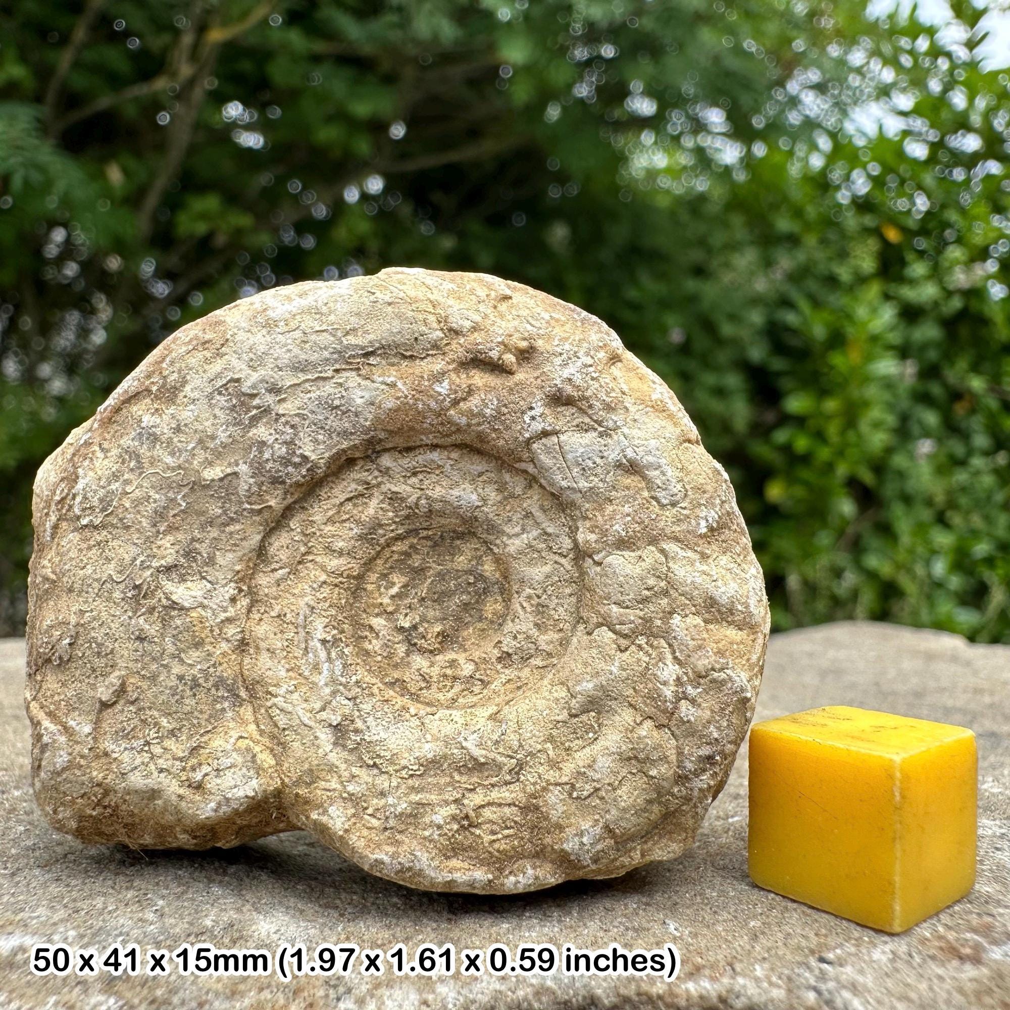 化石　骨格　標本　ジュラ紀　アンモナイト　希少種 化石 骨格 標本 ジュラ紀 アンモナイト 希少種