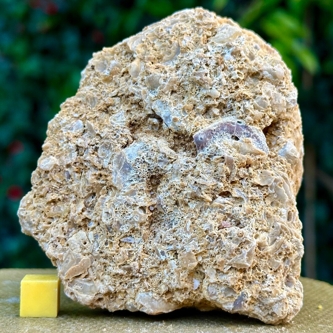 Jurassic Coral Fossil From Wiltshire UK Genuine Fossils for Etsy