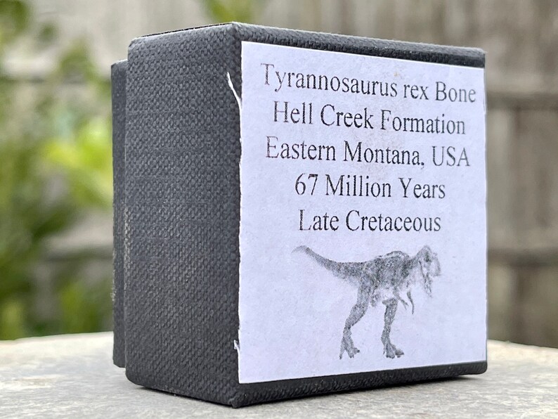 tyrannosaurus rex fossil for sale