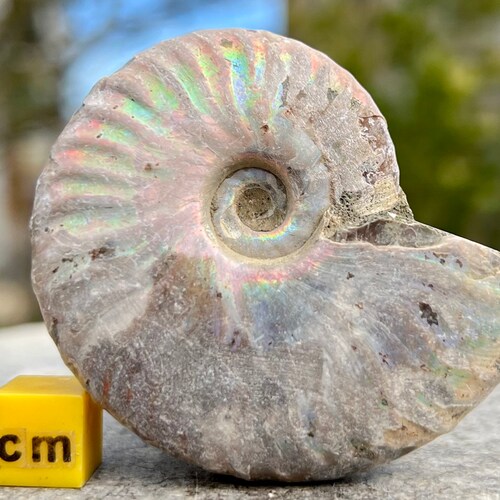 Fossils Natural Pearly Nautilus Fossils Ammonite Specimen From Madagascar Mollusks