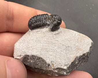 ゲラストス三葉虫の化石 - デボン紀、モロッコ - 古代の海洋生物