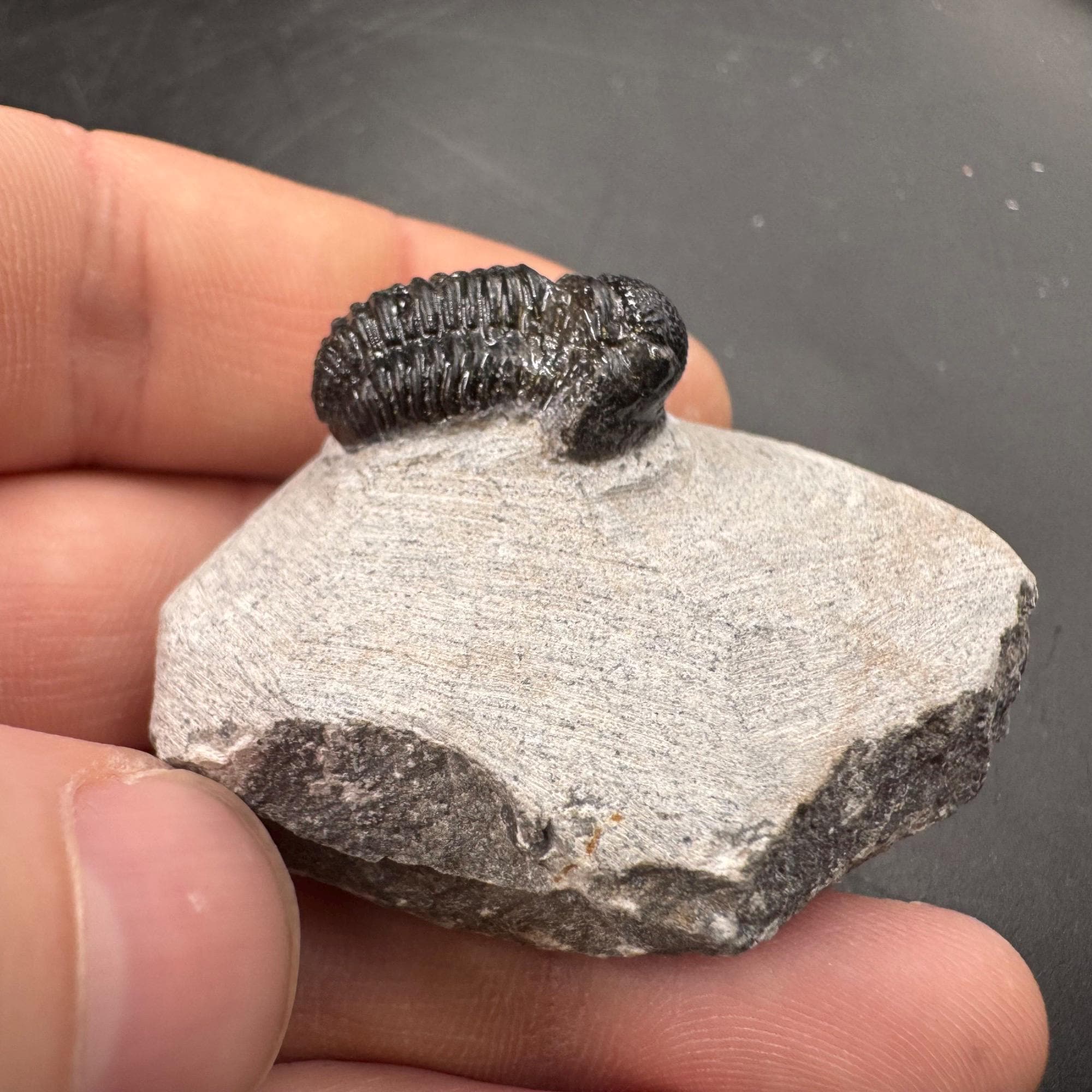 ゲラストス三葉虫の化石 - デボン紀、モロッコ - 古代の海洋生物