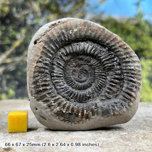 Dactylioceras commune fossil ammonite,  jurassic, yorkshire, uk, authentic certified