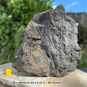 Rare carboniferous fossil fern plants - authentic uk specimen from the coal measures - radstock, somerset