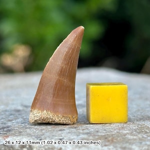Mosasaur tooth fossil – authentic cretaceous marine reptile tooth from morocco – with certificate of authenticity