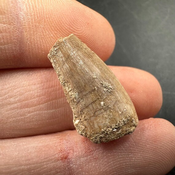 モササウルスの歯の化石、モロッコ産白亜紀の真正標本、証明書付き
