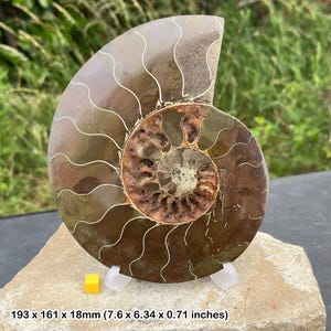 Ammonite polierte fossile Hälfte, Madagaskar Kreidezeit, echt, zertifiziert