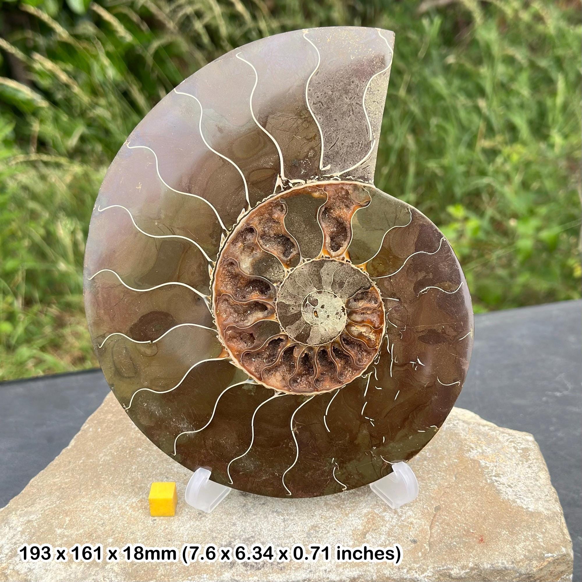 直径10ｃｍ!マダガスカル産アンモナイト化石 61yLCGLKHkL._UF350,350_QL50_.jpg