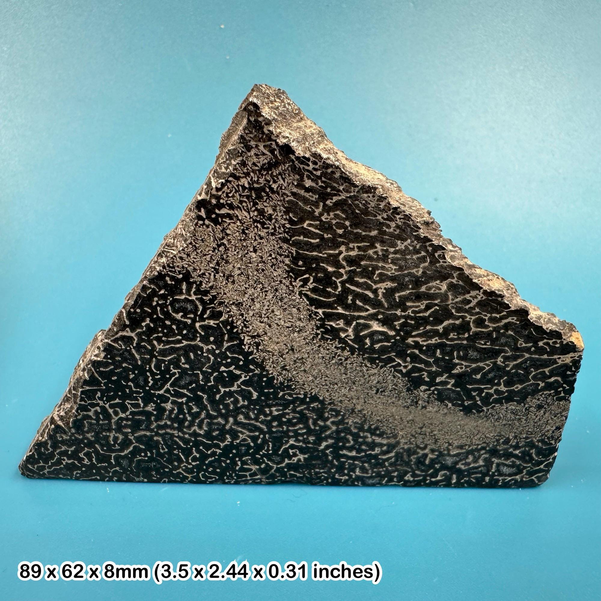 アトラサウルス竜脚類恐竜の化石骨片 - 本物のジュラ紀モロッコ標本