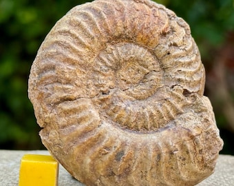 Rare protogrammoceras geometricum ammonite fossil from upper aalenian jurassic deux sevres france