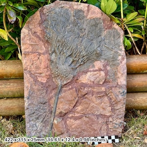 Rare scyphocrinites elegans (mahoumacrinus) crinoid head fossil, devonian, erfoud region, morocco – genuine specimen with coa