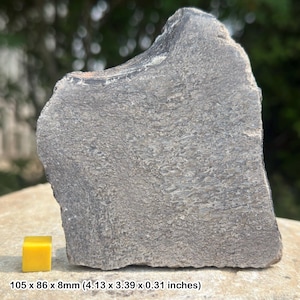 Atlasaurus dinosaur bone slice – middle jurassic sauropod fossil – morocco – genuine specimen with coa