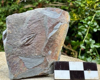 Fóssil raro de trilobita Parabolina spinulosa - Cambriano Superior, País de Gales