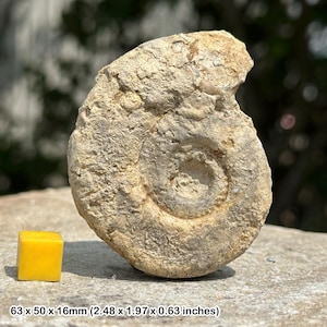 Somerset ammonite, jurassic, united kingdom, genuine fossil