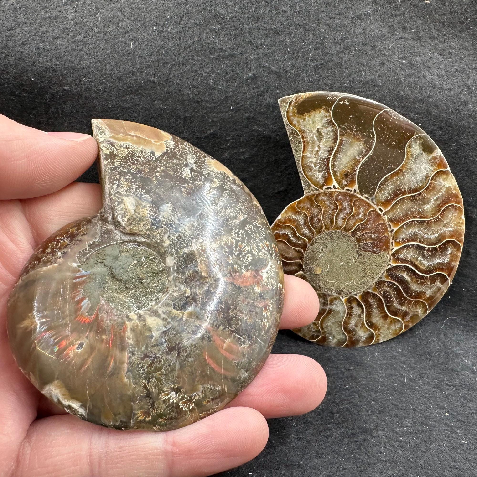 アンモナイトの化石ペア、白亜紀マダガスカル産、天然スプリット標本