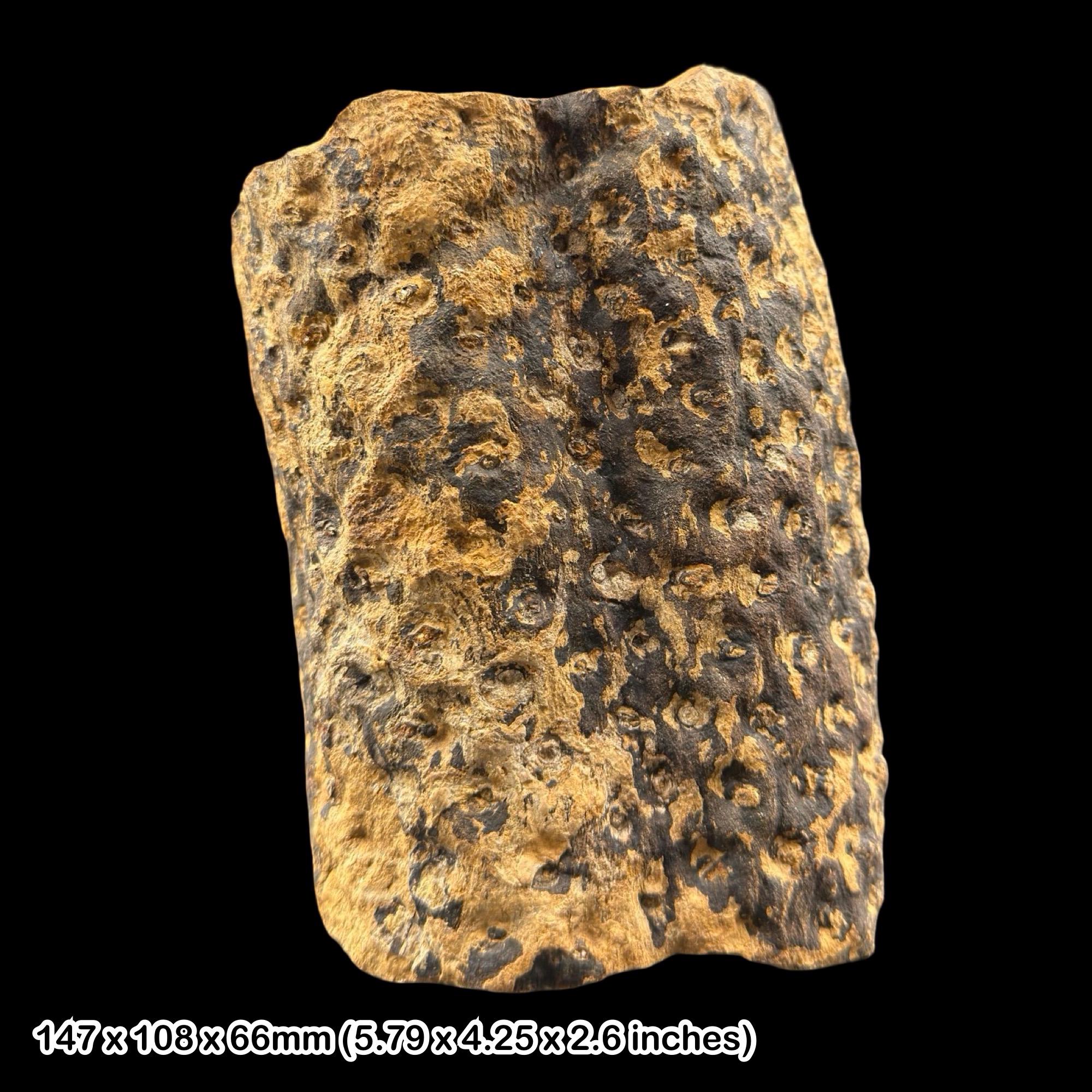 Lepidodendron Fossil Lycopod Wood Stigmaria Root Carboniferous Uk ...