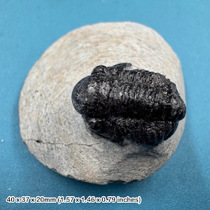 ゲラストス三葉虫の化石 - デボン紀、モロッコ - 古代の海洋生物