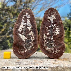 Zeldzame mazon creek split fossiel varenknobbeltje pecopteris bladeren carboon Illinois usa met certificaat van echtheid