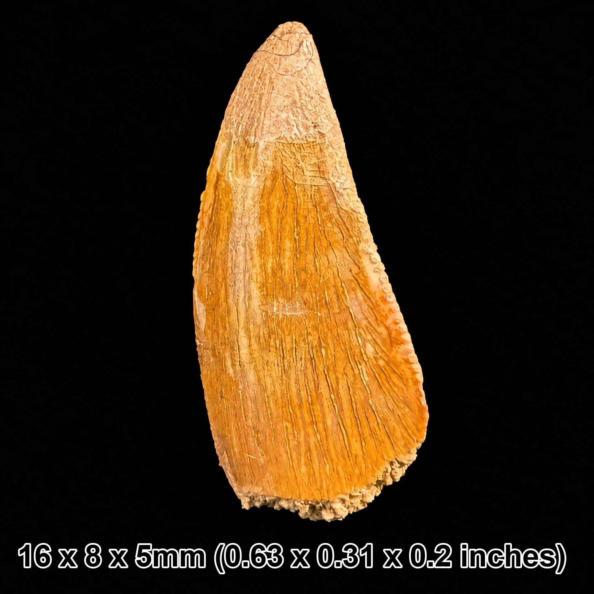 Fossil crocodile teeth - Etsy 日本