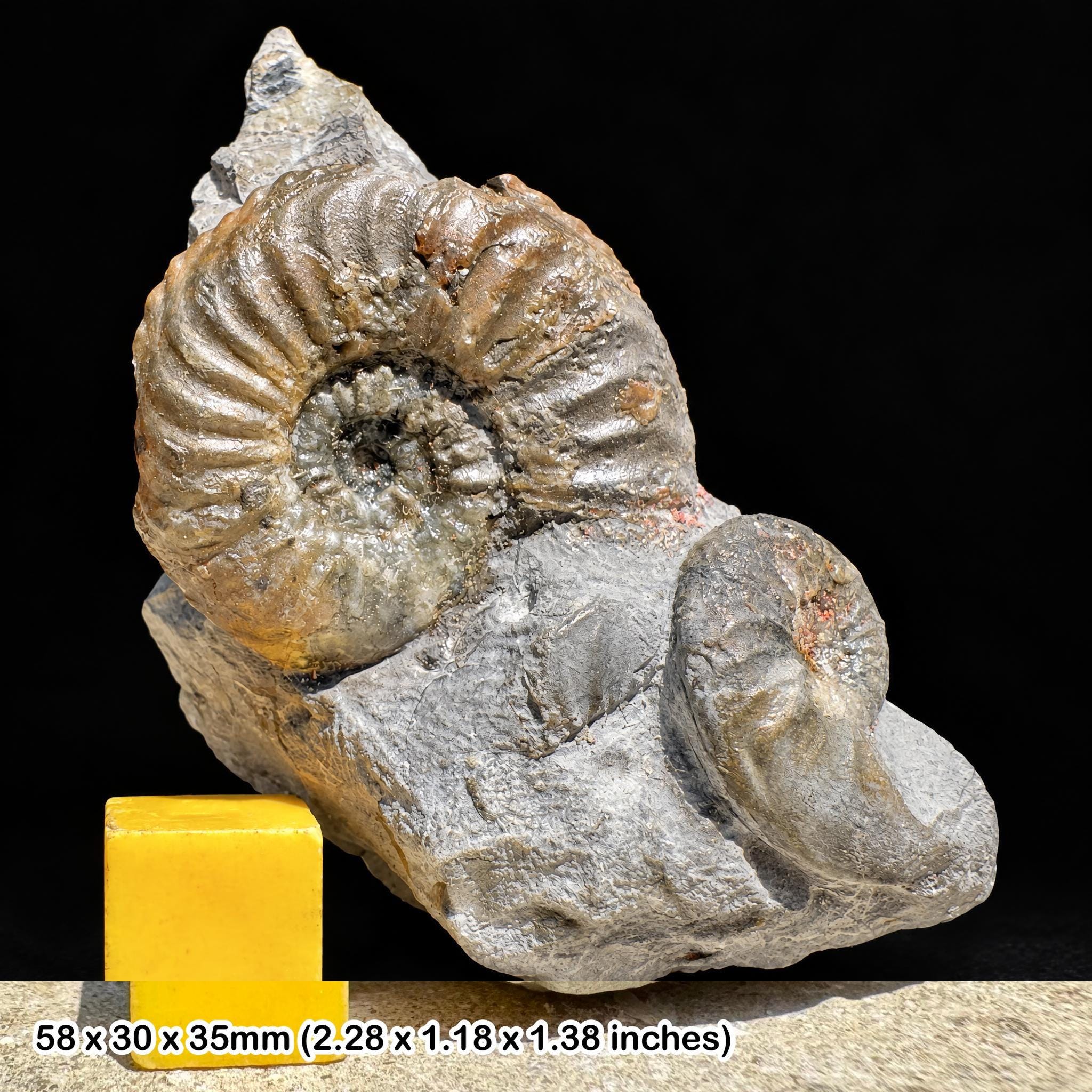 プレウロセラス・ソラーレ（Pleuroceras solare）化石アンモナイト