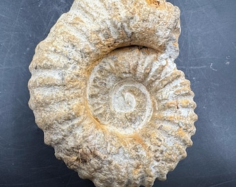 Mantelliceras Riesen Ammonit Fossil, Dekor, Fenster Dekoration