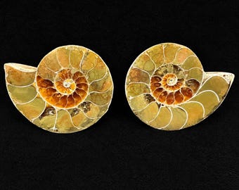 本物のアンモナイトの二連化石：白亜紀マダガスカル産展示標本 - Etsy 日本