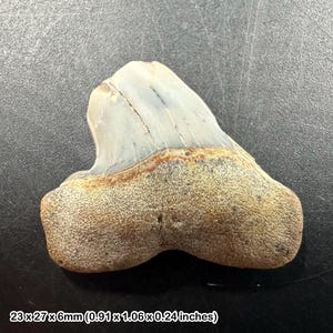 Fossil shark tooth, middle miocene, sharktooth hill, bakerfield. california, usa