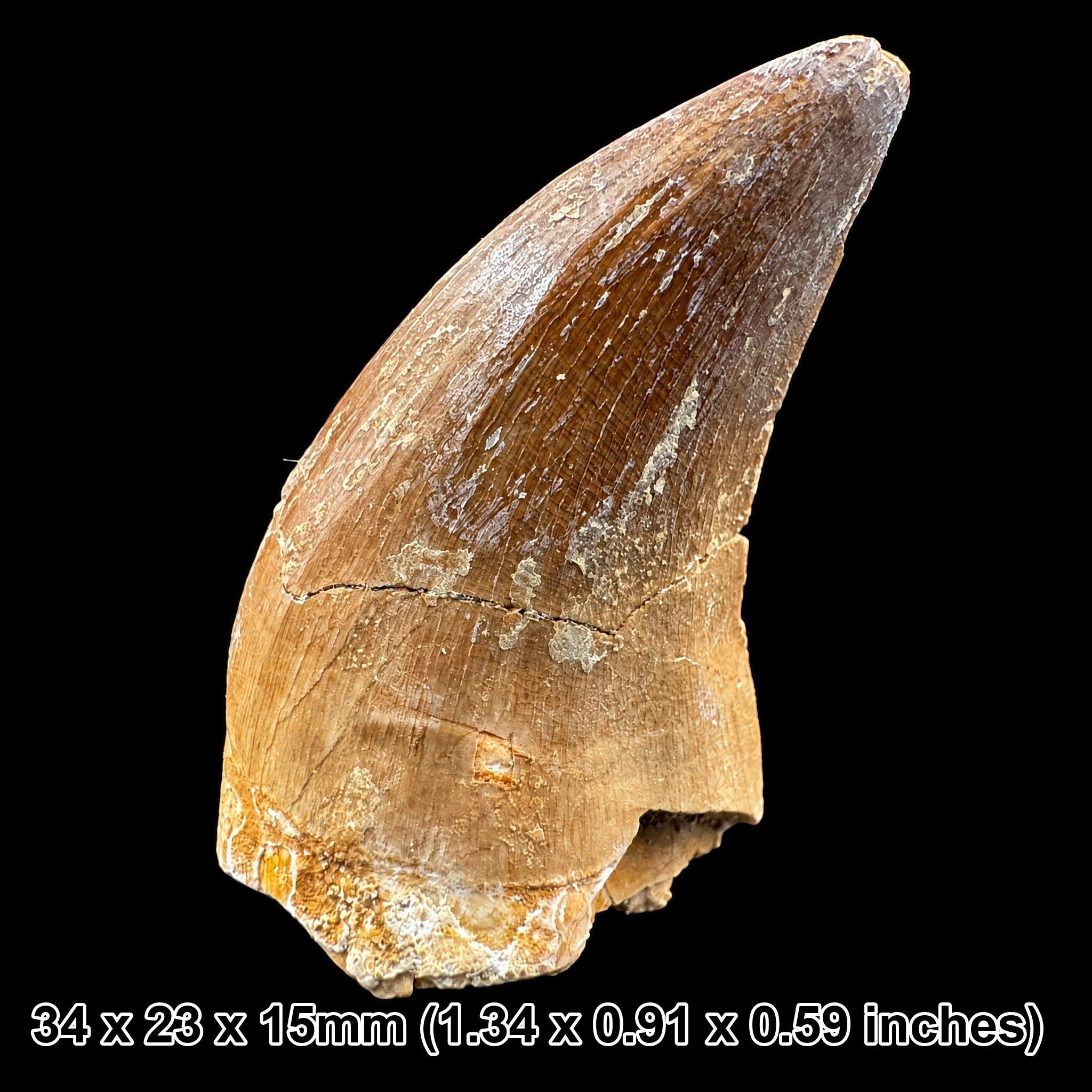 本物のモササウルスの歯の化石 - 恐竜/爬虫類 - モロッコ、白亜紀